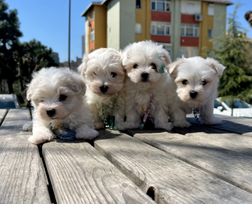 Maltese Terrier Safkan Bebekler